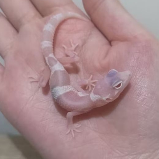 Custom Order Gecko Tug Snow ( JGOB 25-3 )