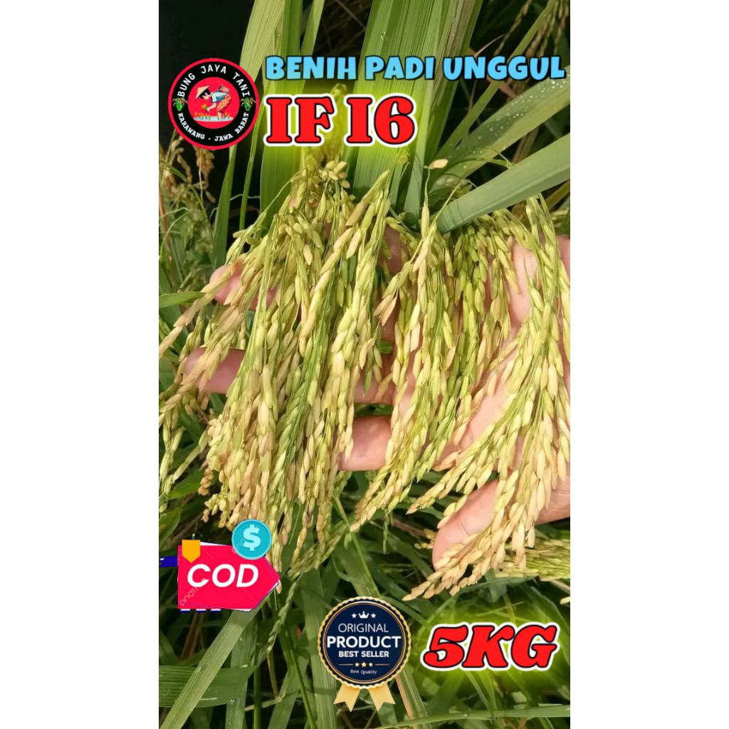 BENIH PADI UNGGUL BERKUALITAS IF 16 KEMASAN 5KG