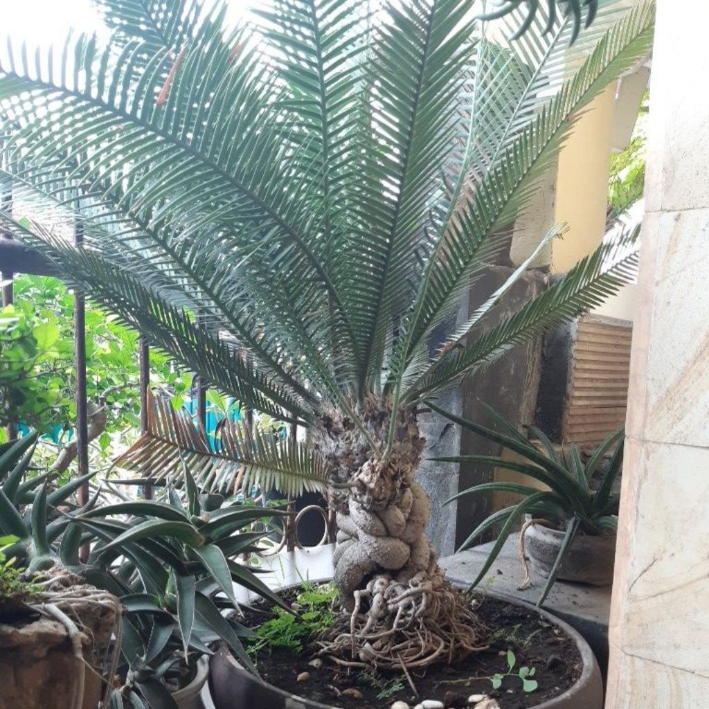 encephalartos Lehmanni tinggi  1 meter akar cantik