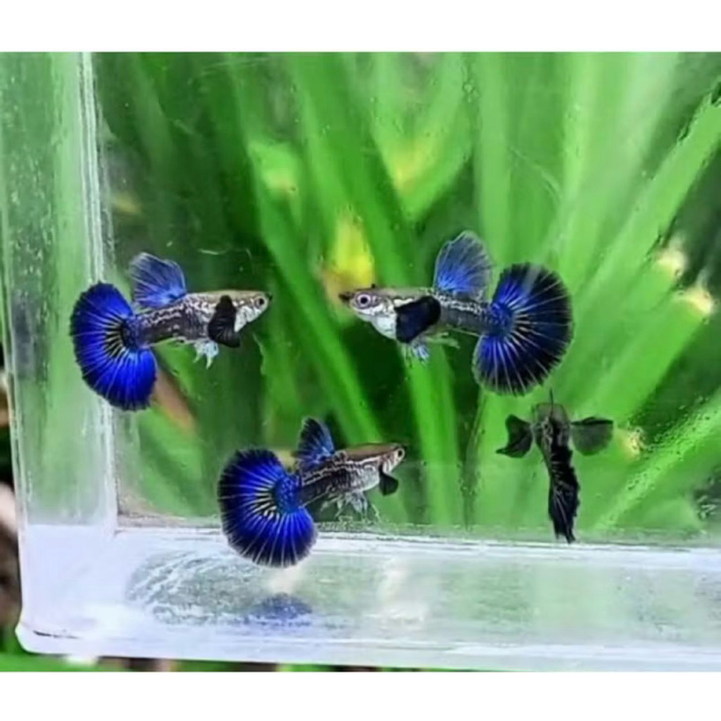 IKAN GUPPY PURPLE DRAGON sepasang/pair