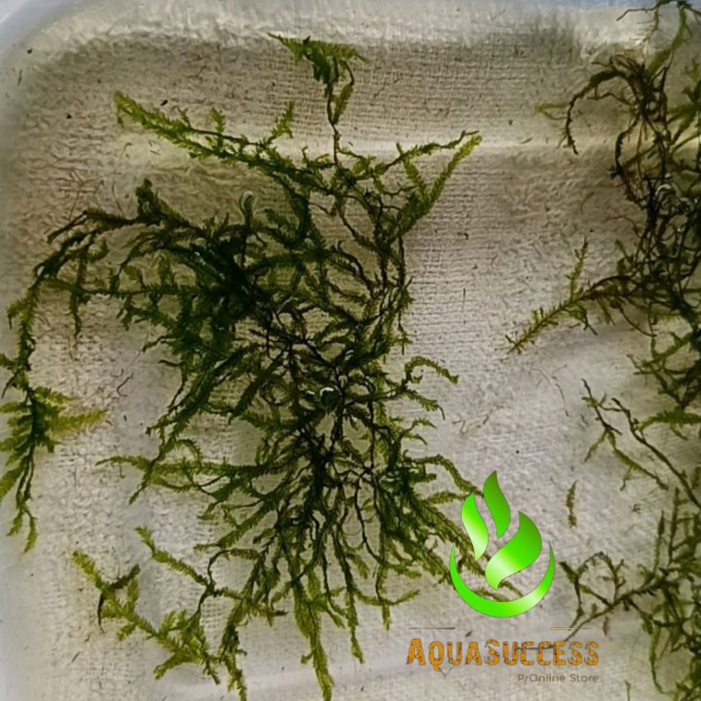 Taxiphyllum sp Peacock Moss tanaman aquascape low co2