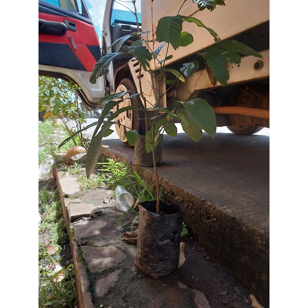 pohon/buah matoa merah