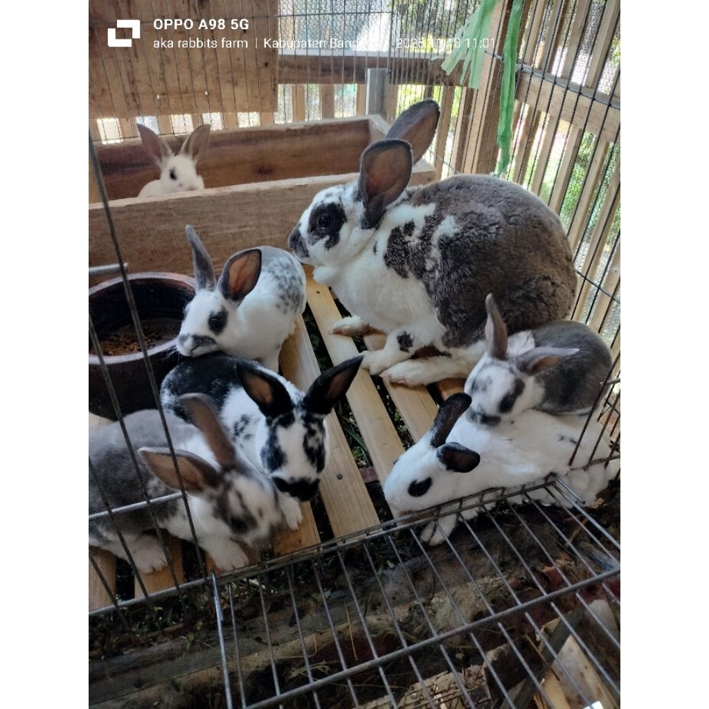 kelinci rex sepasang