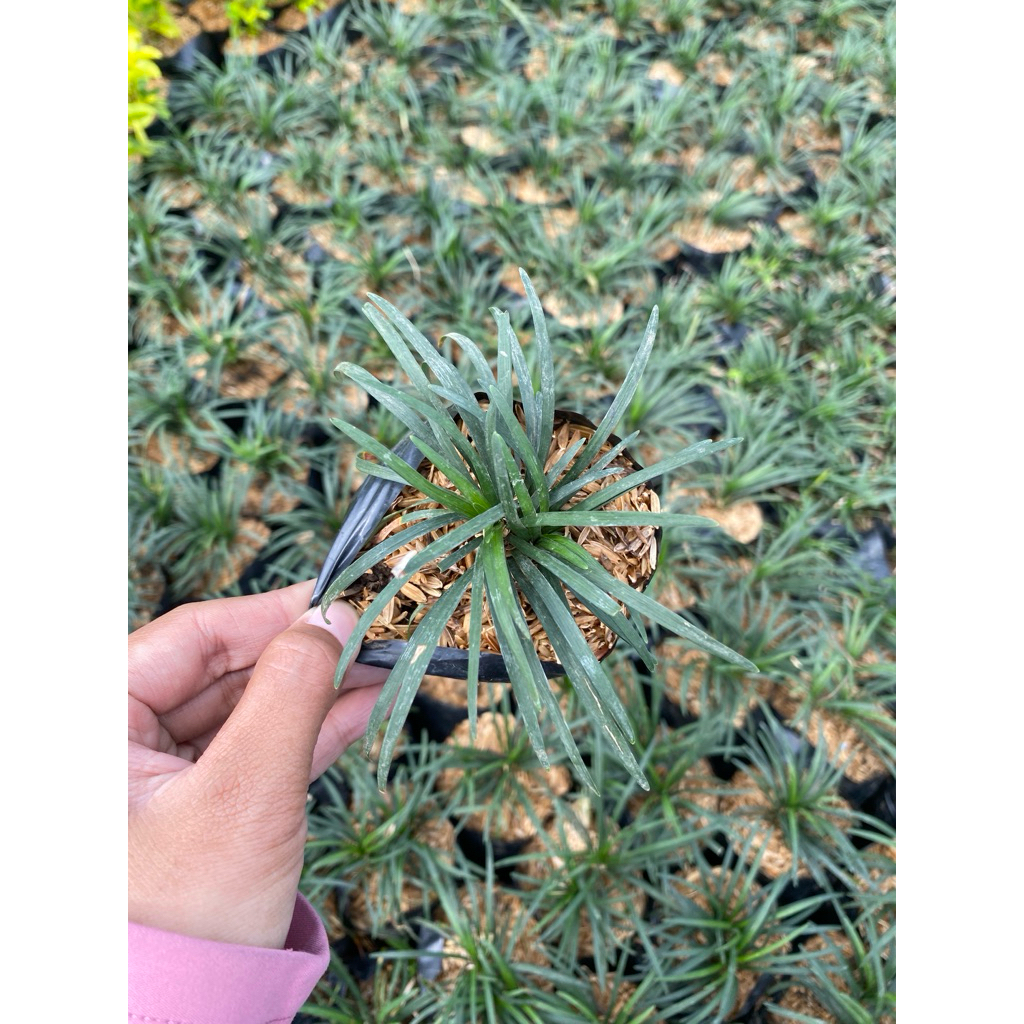 Rumput kucai - tanaman rumput kucai - tanaman murah