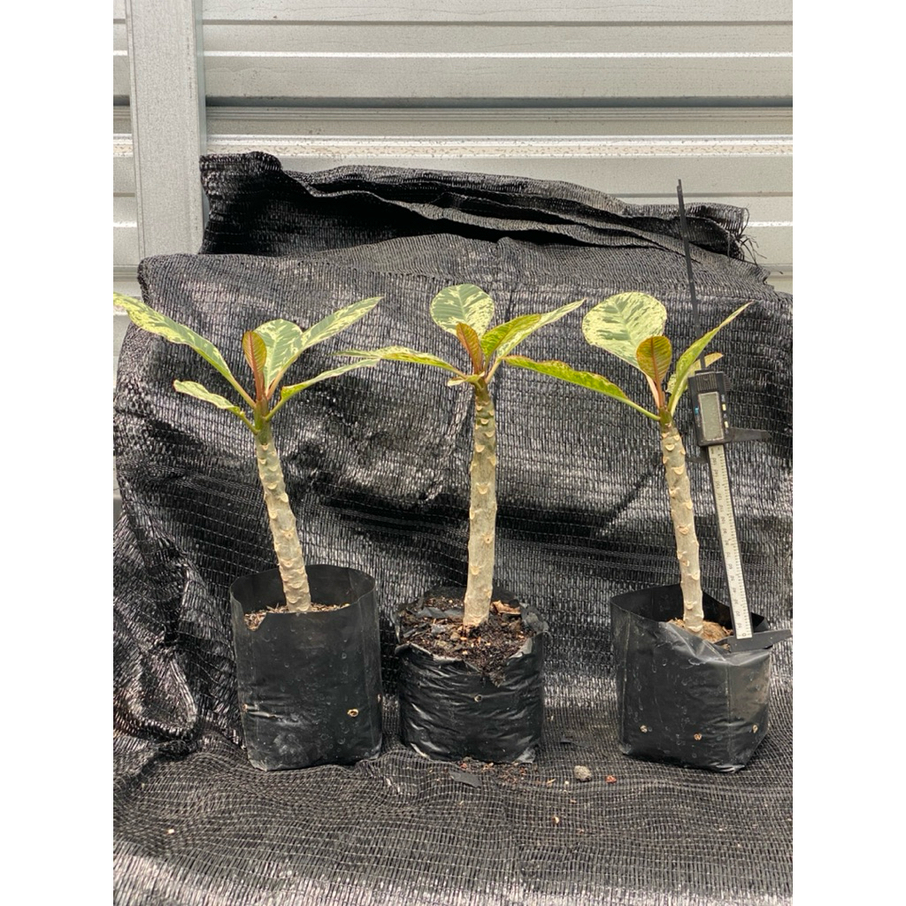 Plumeria Varigata, Kamboja Varigata, Plumeria Maya Varigata, Tanaman hias varigata, Daun Varigata, T