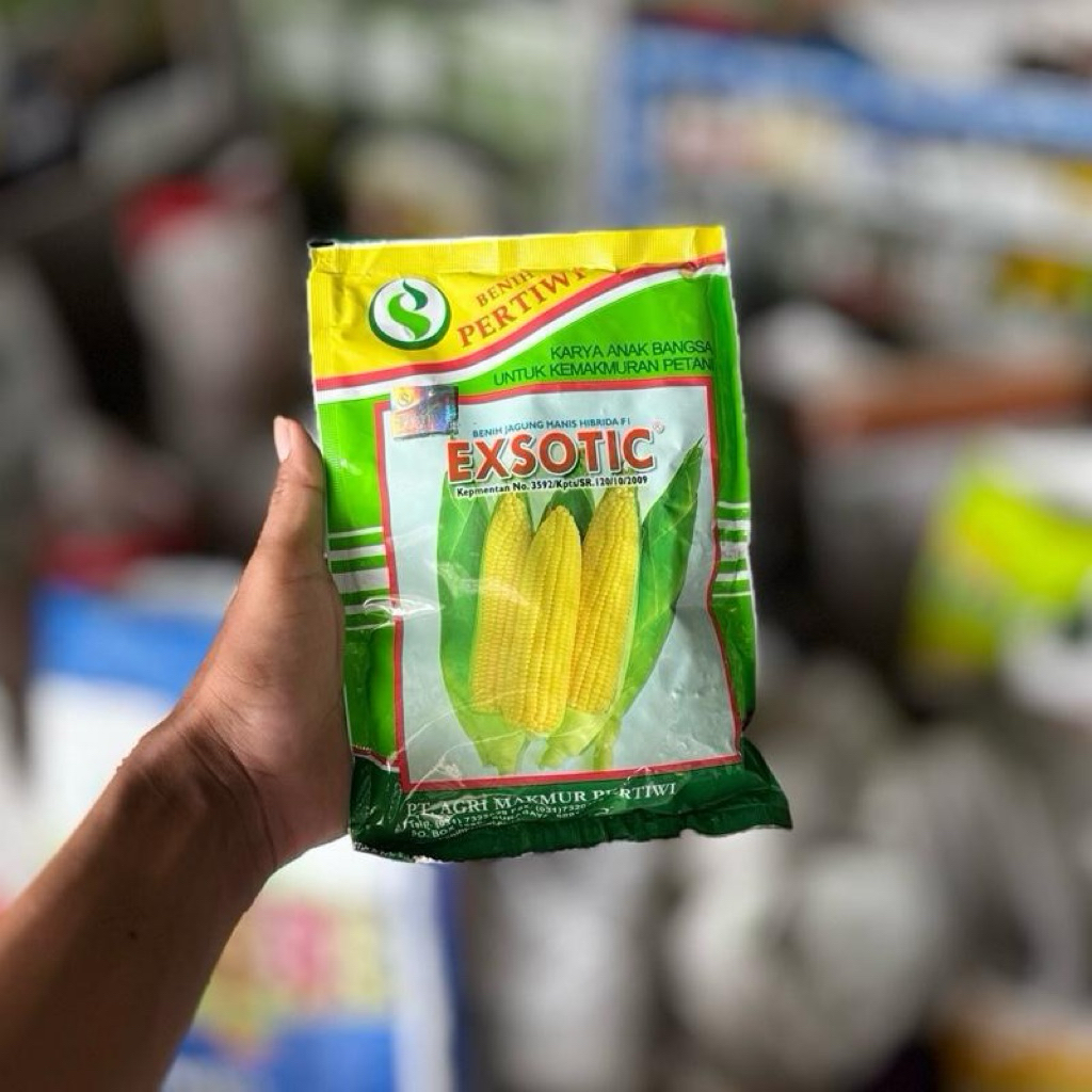 Benih jagung manis pertiwi