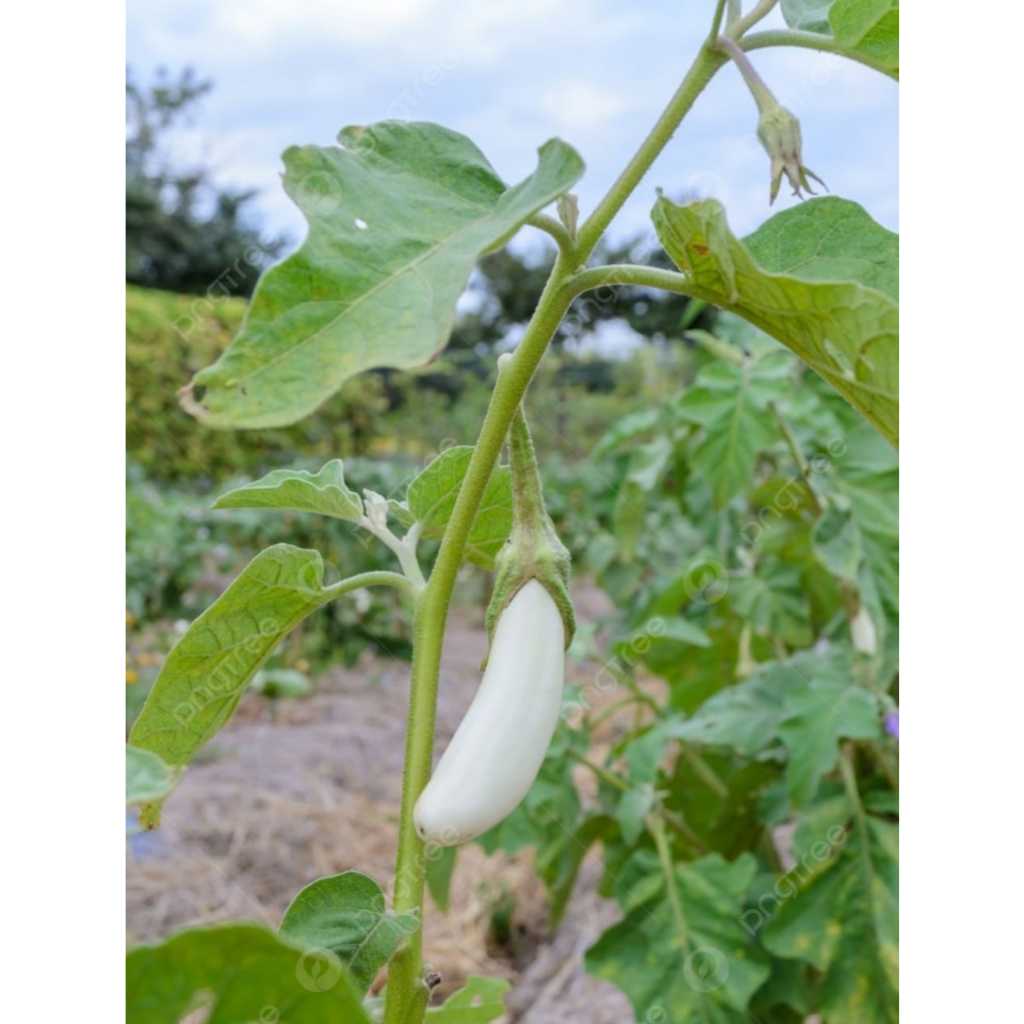 UNGGUL - Bibit Terong Putih Panjang