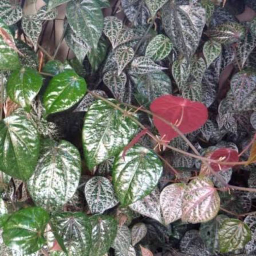 DAUN SIRIH/SIRIH MERAH/DAUN HERBAL