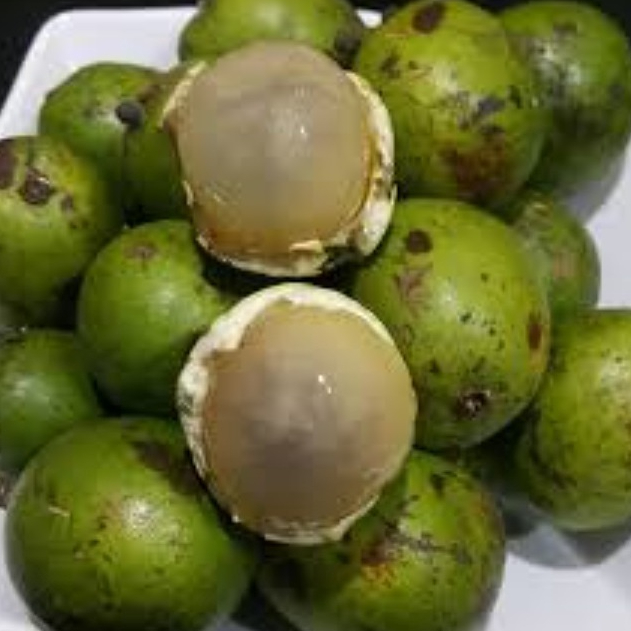 Bibit Tanaman Buah Matoa Hijau