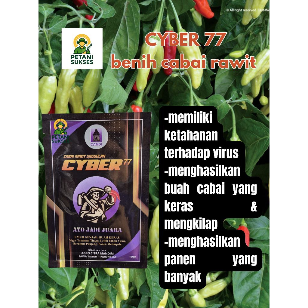 Cyber 77 benih cabai rawit 10 gram