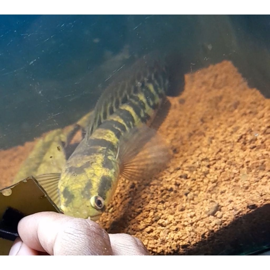 maru ys 8-10 cm premium grad a+++ garansi simet