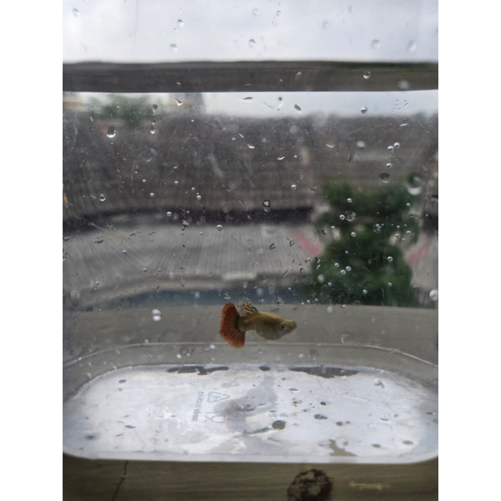 Guppy Betina Red Dragon