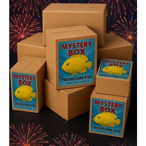 Premium Misteri Box (Channa & Predator) Best FIsh Gacha Berkualitas