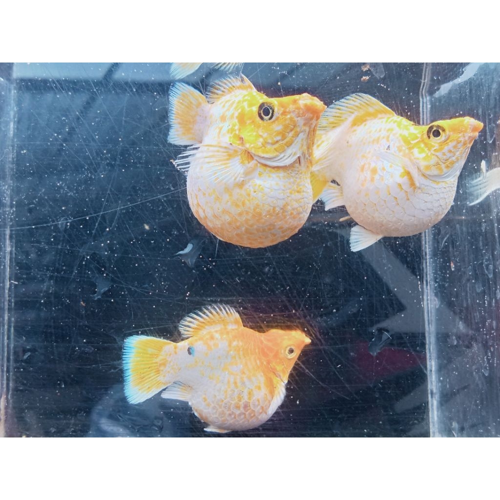 molly lemonhead roundtail