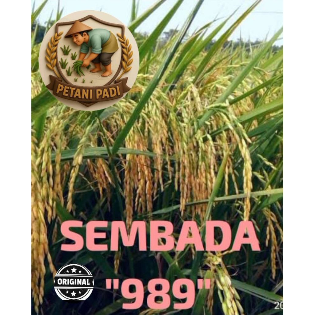 BENIH PADI SEMBADA 989 KEMASAN 1KG