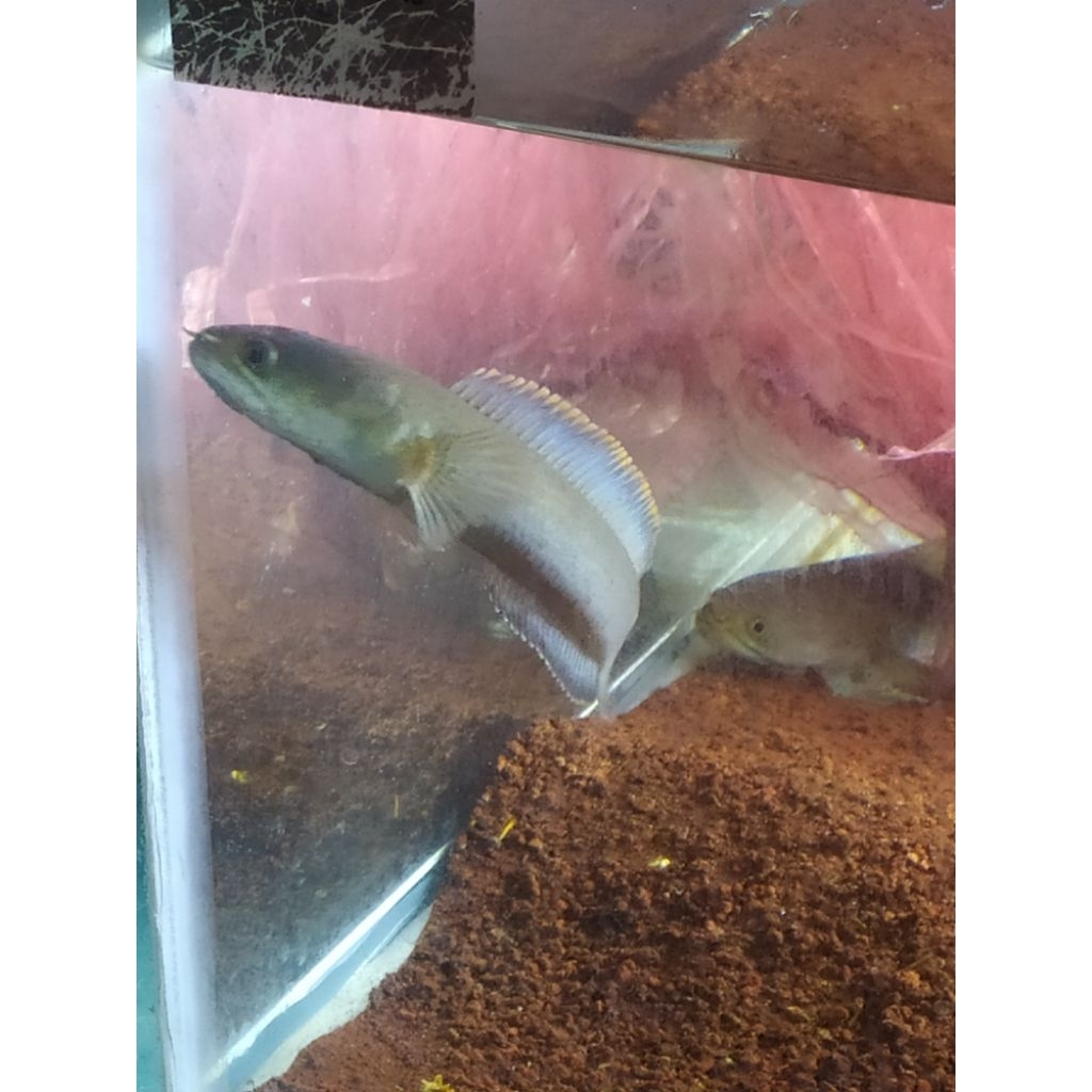 Ikan channa limbata #channa#limbata