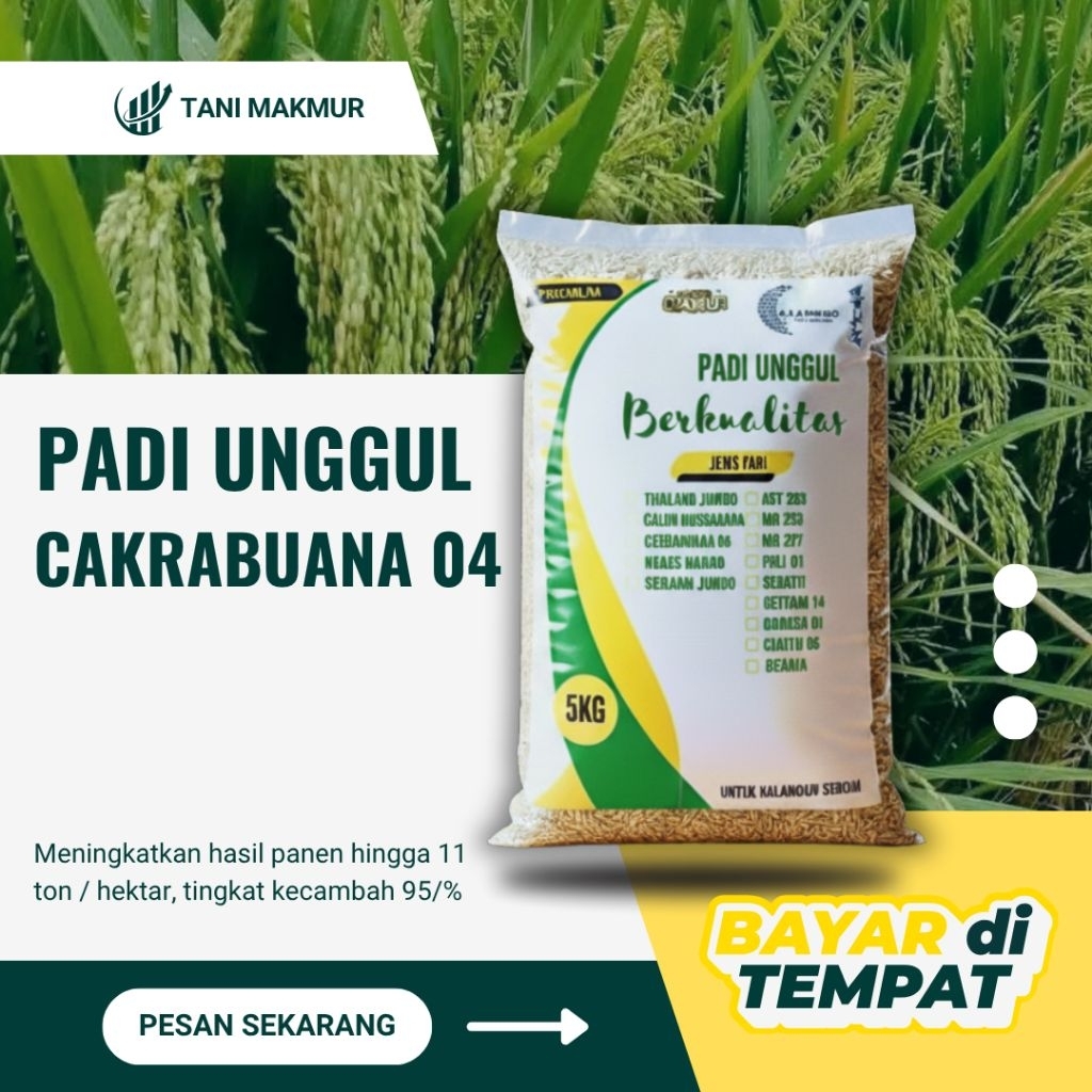 Benih padi unggul CAKRABUANA 04 padi super kualitas super unggul 5kg