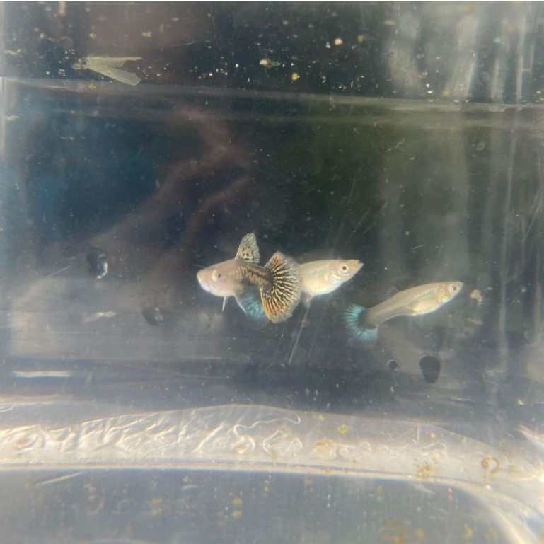 IKAN HIAS AIR TAWAR - GUPPY DRAGON GREEN TRIO