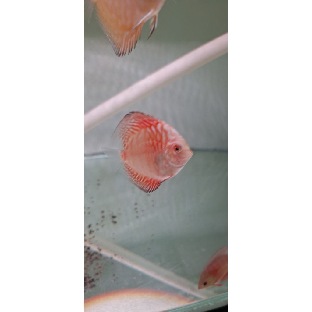 hiasan aquarium discus pigeon
