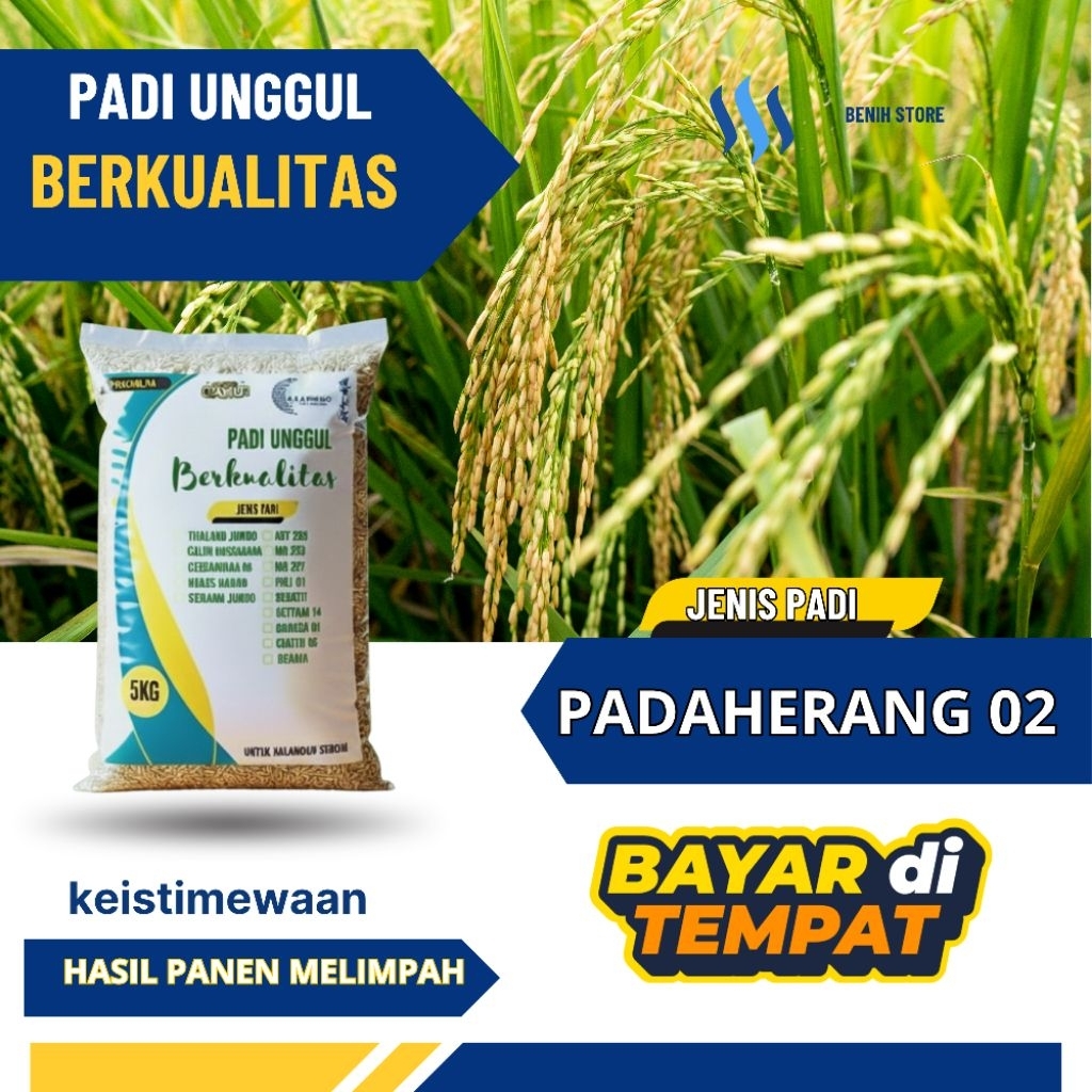 Benih padi unggul PADAHERANG 02 Kemasan 5kg