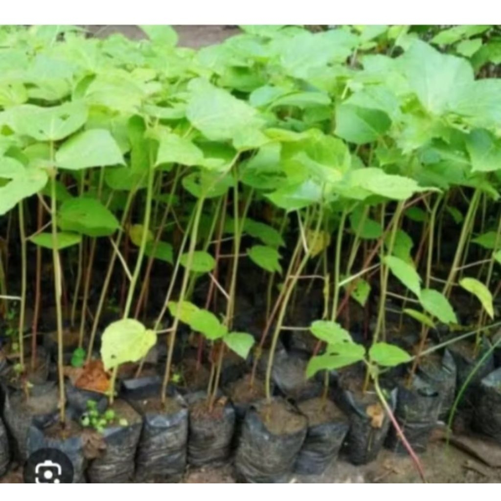 bibit kayu balsa super beli 5 bonus 1