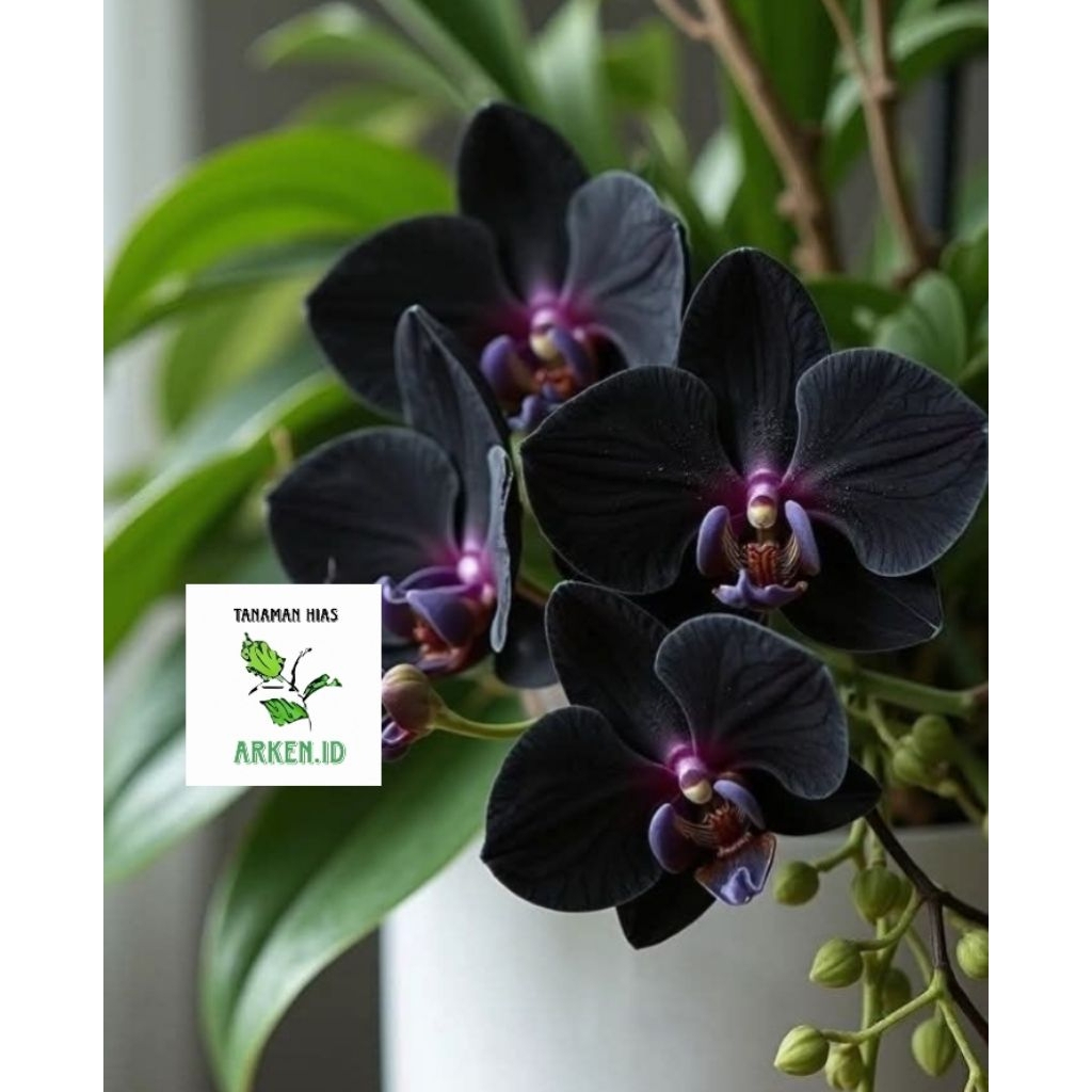 Seedling anggrek hitam Papua