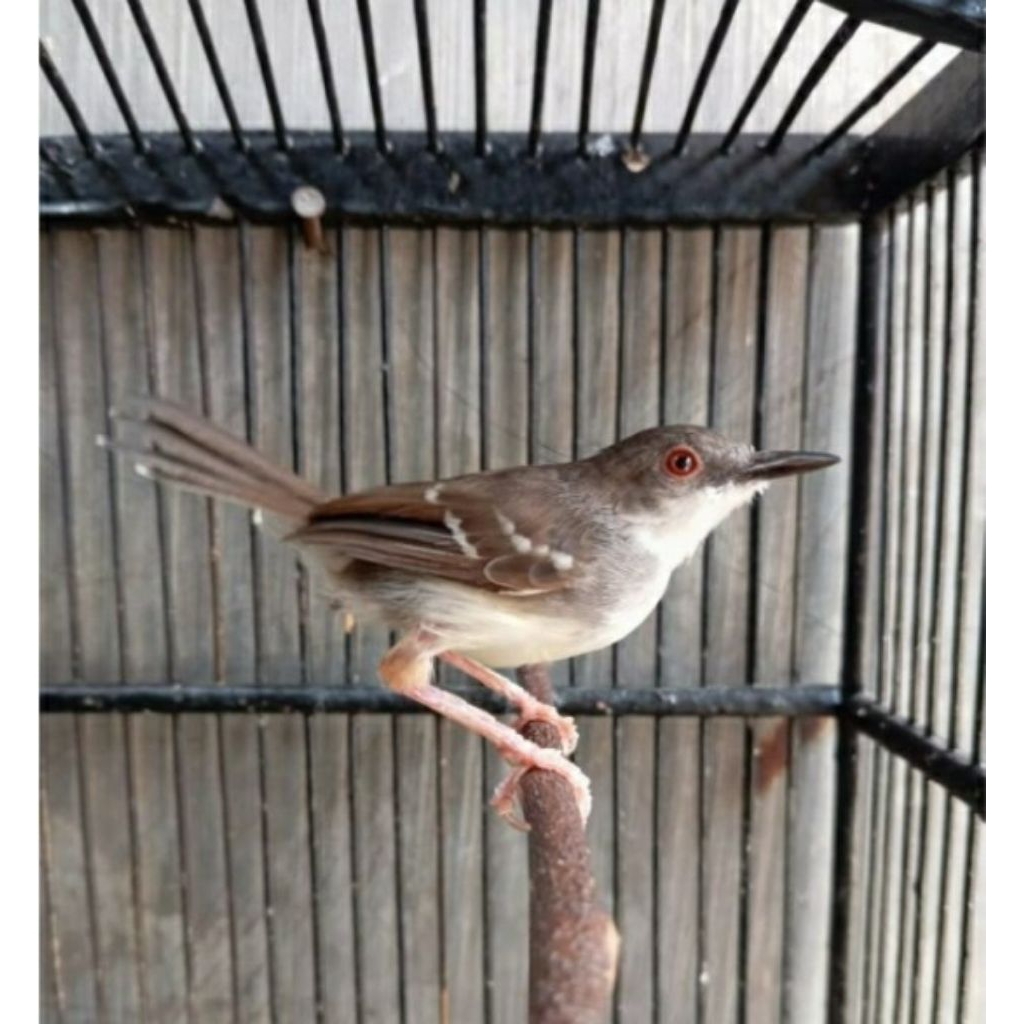 Ciblek Putih Gacor Voer