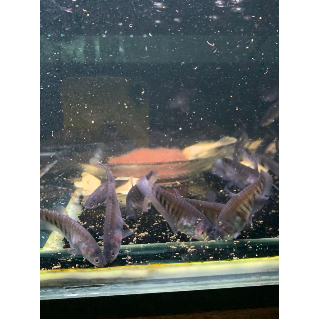 Belida Bangkok Rare Item