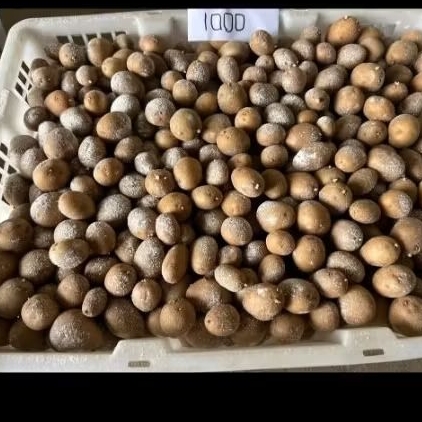 BIBIT KENTANG G0 GRANOLA L