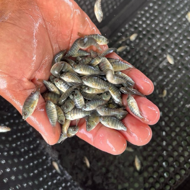 Benih Ikan Nila Kekar 3–5 cm Bergaransi