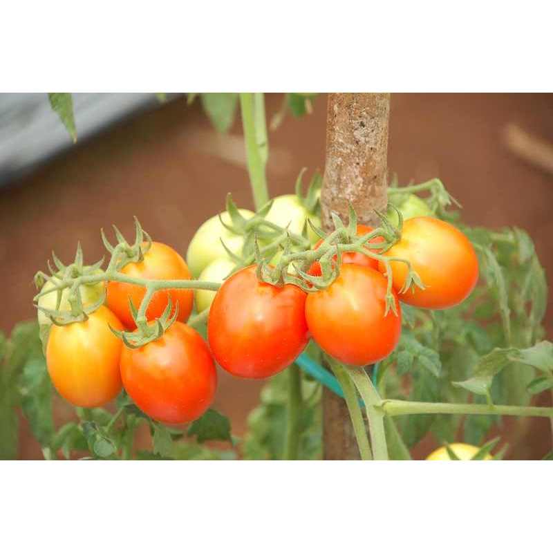 COD AJA - Bibit Tomat Rampai