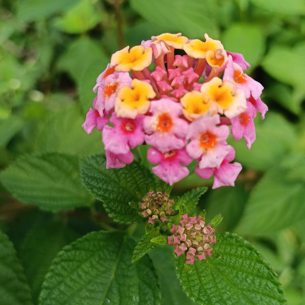 Lantana camara