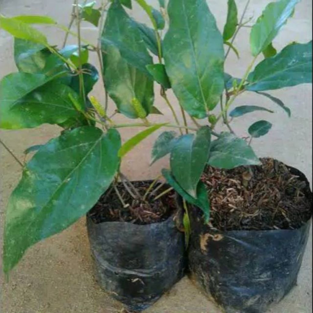 Bibit cabe jawa Hibrida tanaman herbal kualitas unggul