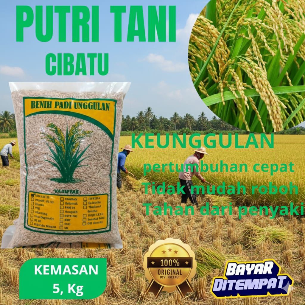 benih padi unggul cibatu kemasan 5kg benih padi cibatu
