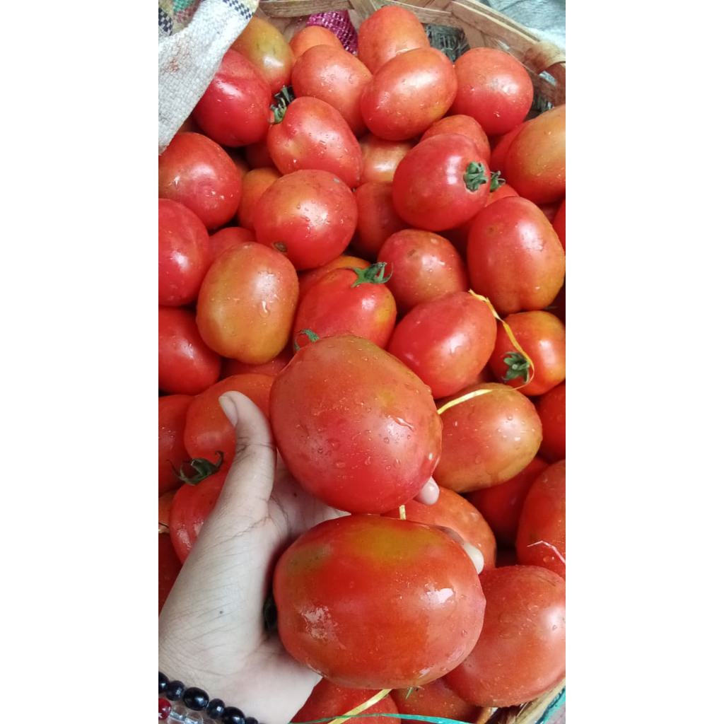 Tomat Merah segar Laris Pasar Induk 1kg - Pasar Kuta