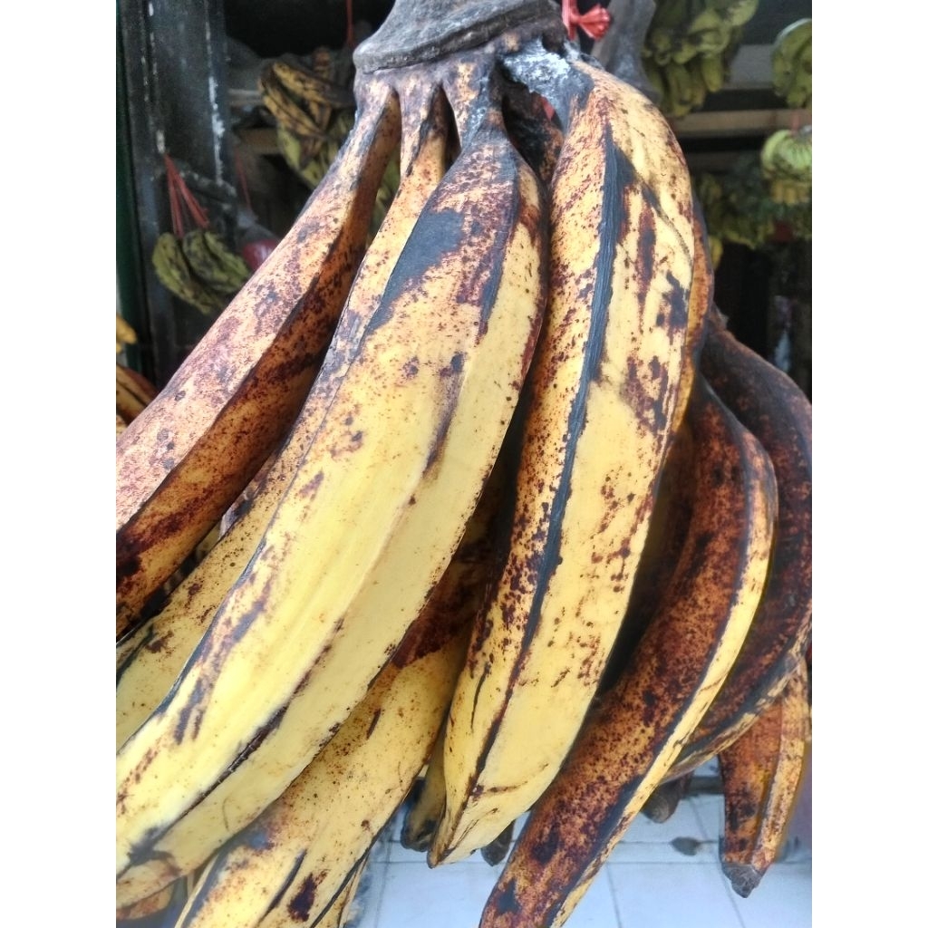 pisang tanduk madu