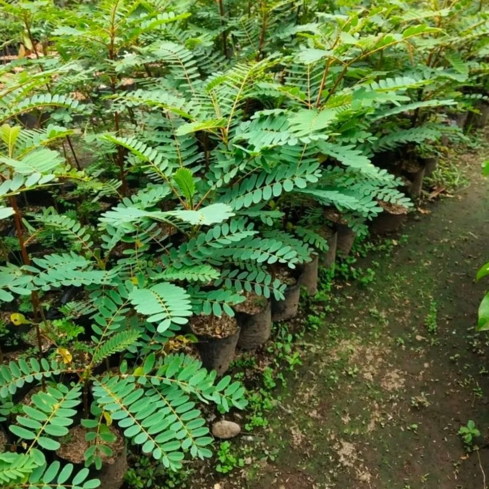 BIBIT TURI MERAH Unggul Ukuran 20-30 cm Siap Tanam | Pohon Kembang Turi Merah