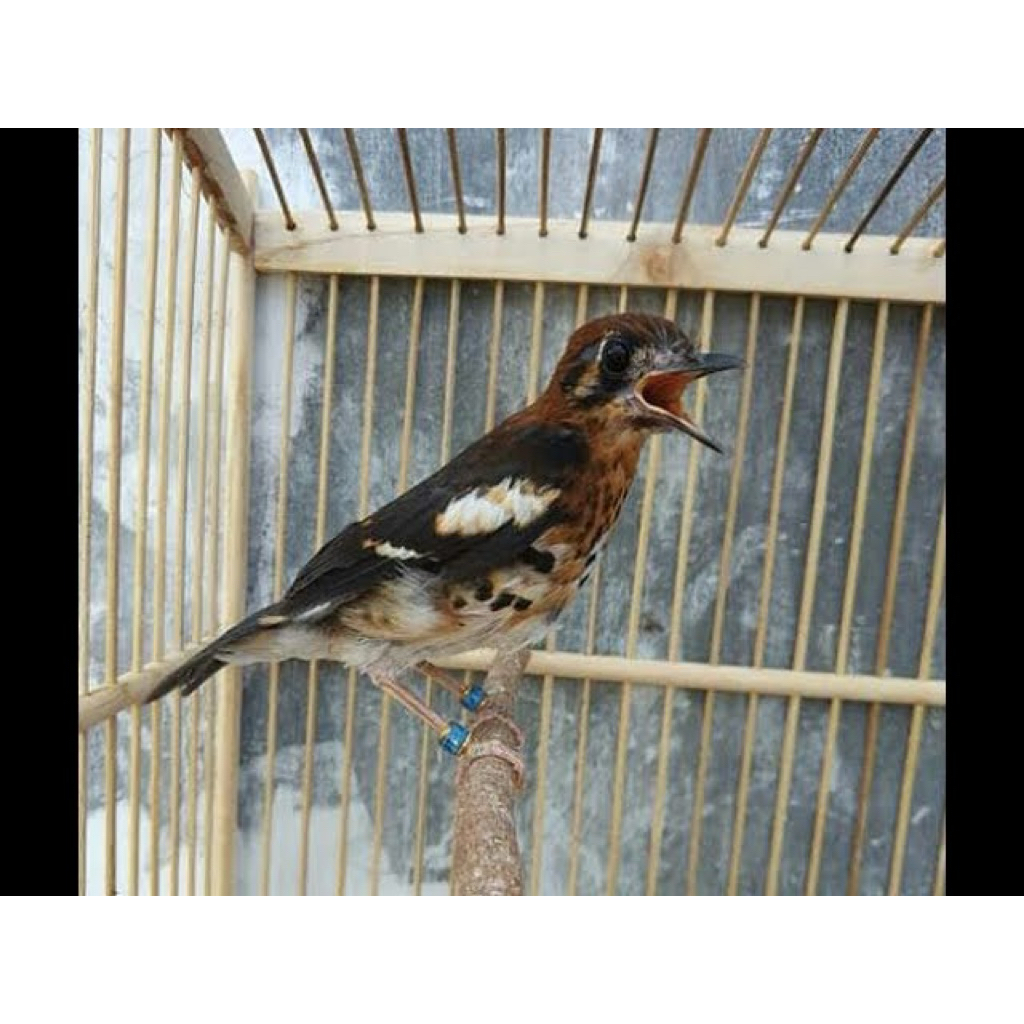 Anis kembang trotol anakan