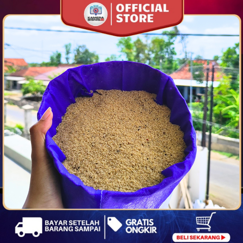 telur jangkrik 1 ons untuk budidaya jangkrik alam kualitas super siap kirim ke seluruh indonesia