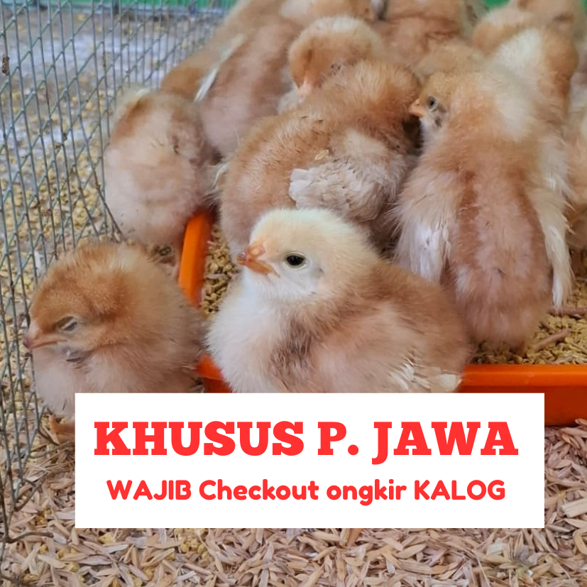 PAKET 10 EKOR DOC Petelur Super Grade A CP (Charoen Pokphand) 909 Hy Line Brown  / ANAK AYAM LAYER /