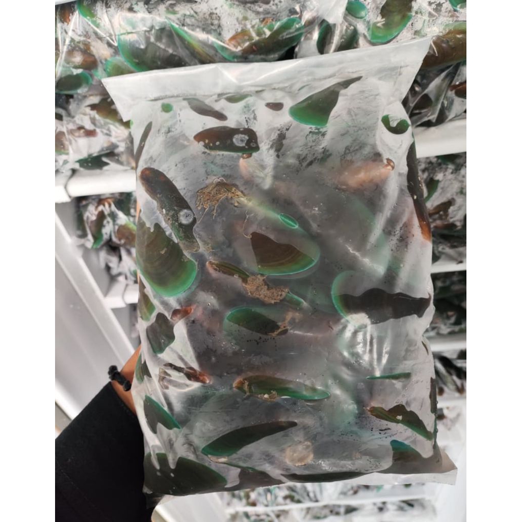 Murahhhh KERANG IJO | Kerang Ijo per kilo