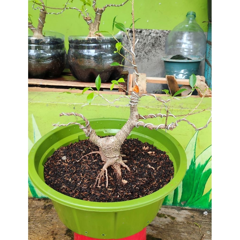bonsai Beringin kimeng prokar
