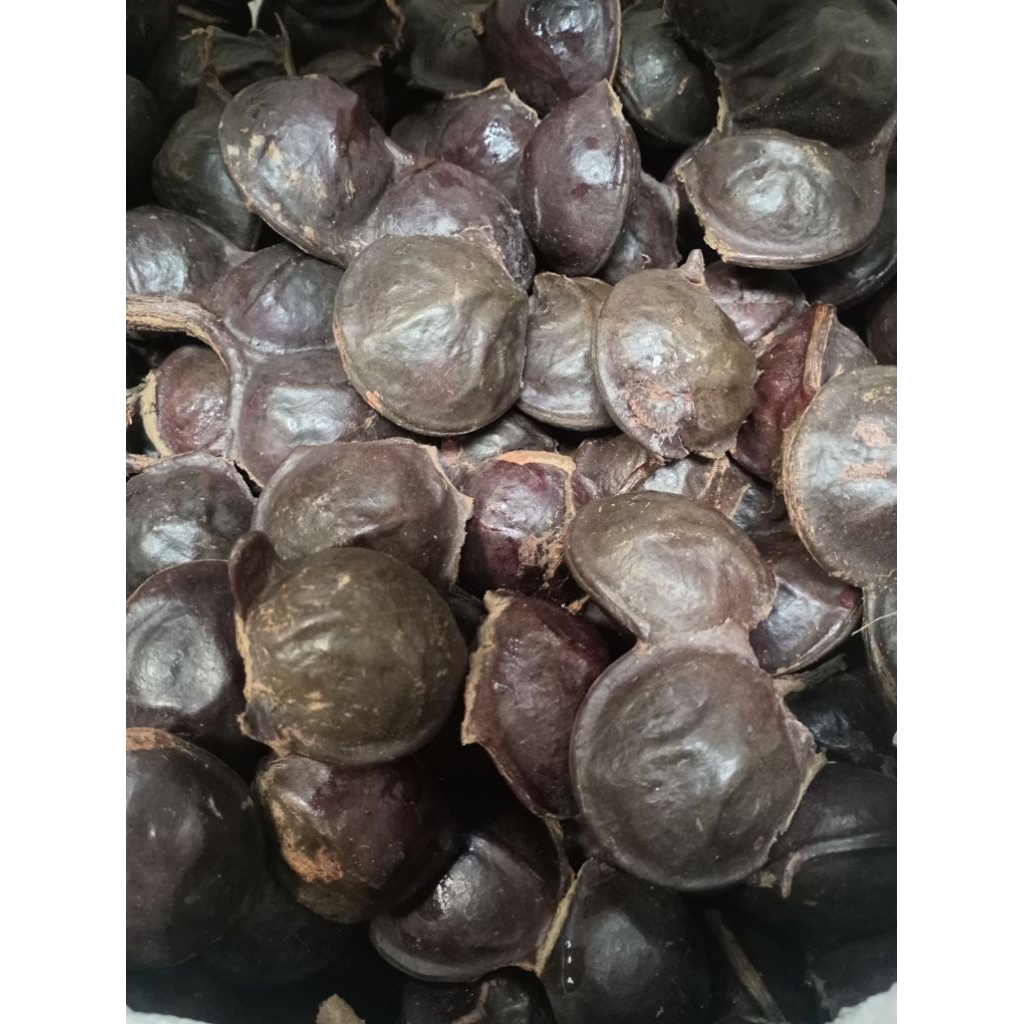 Jengkol dalam keadaan kulit belum dibuka  sedang (tidak terlalu tua dan tidak terlalu  muda)