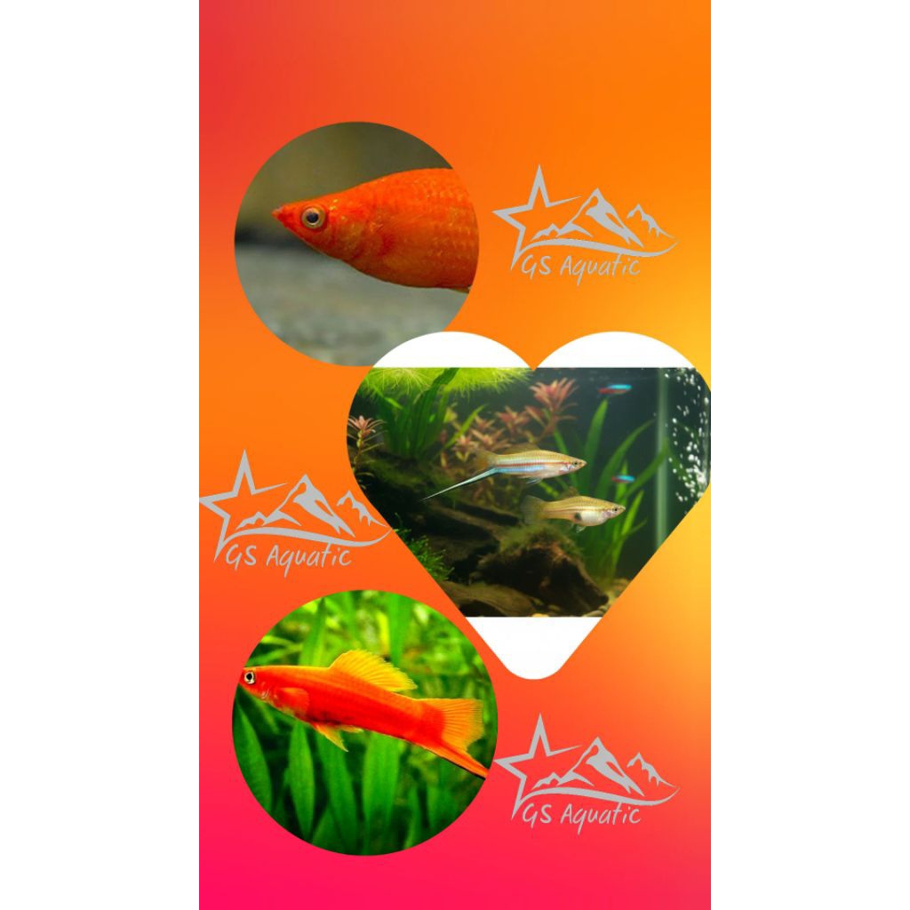 Hiasan Aquarium Platy Pedang