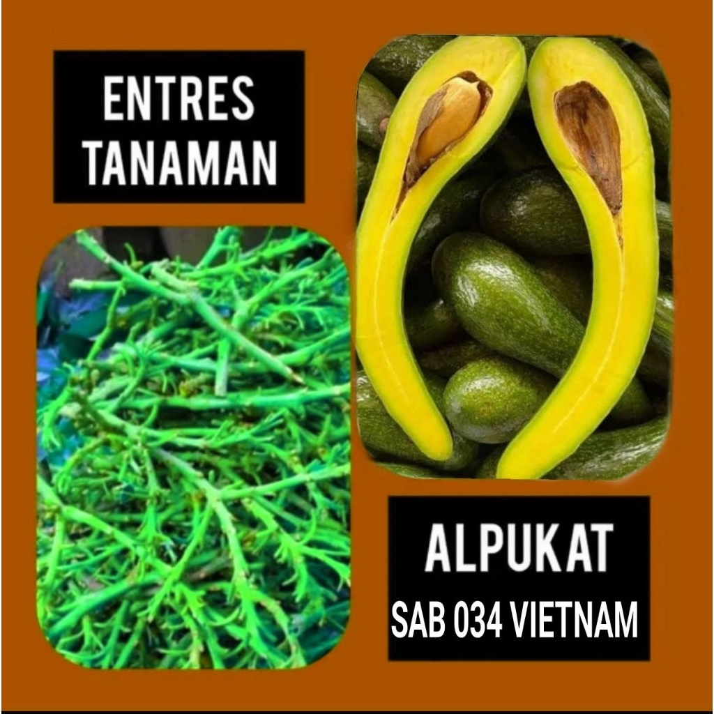 Entres Alpukat SAB 034 Vietnam