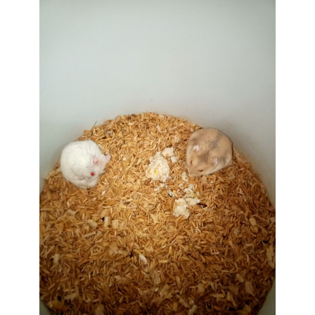 Hamster Indukan Murmer Bandung