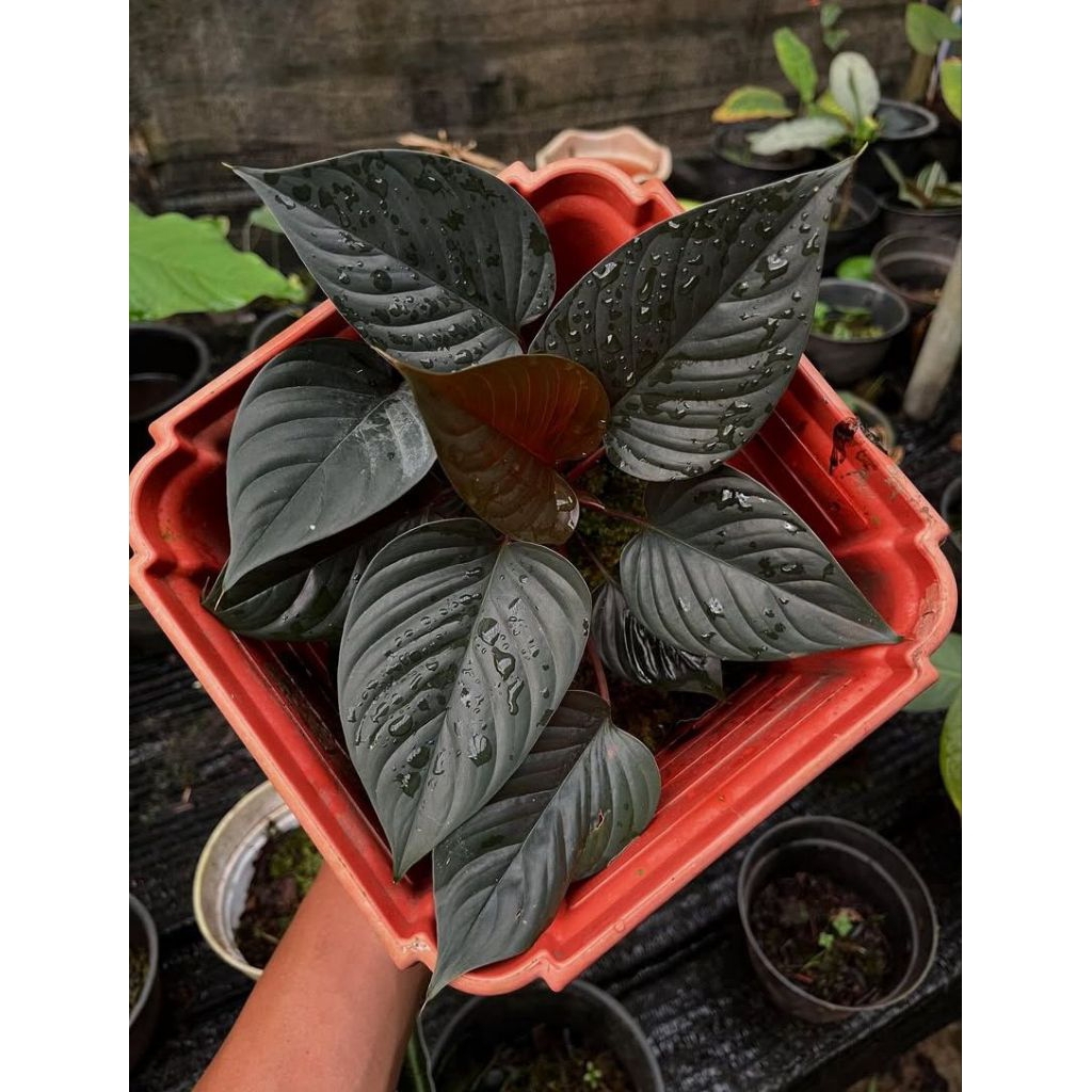 homalomena black sp borneo