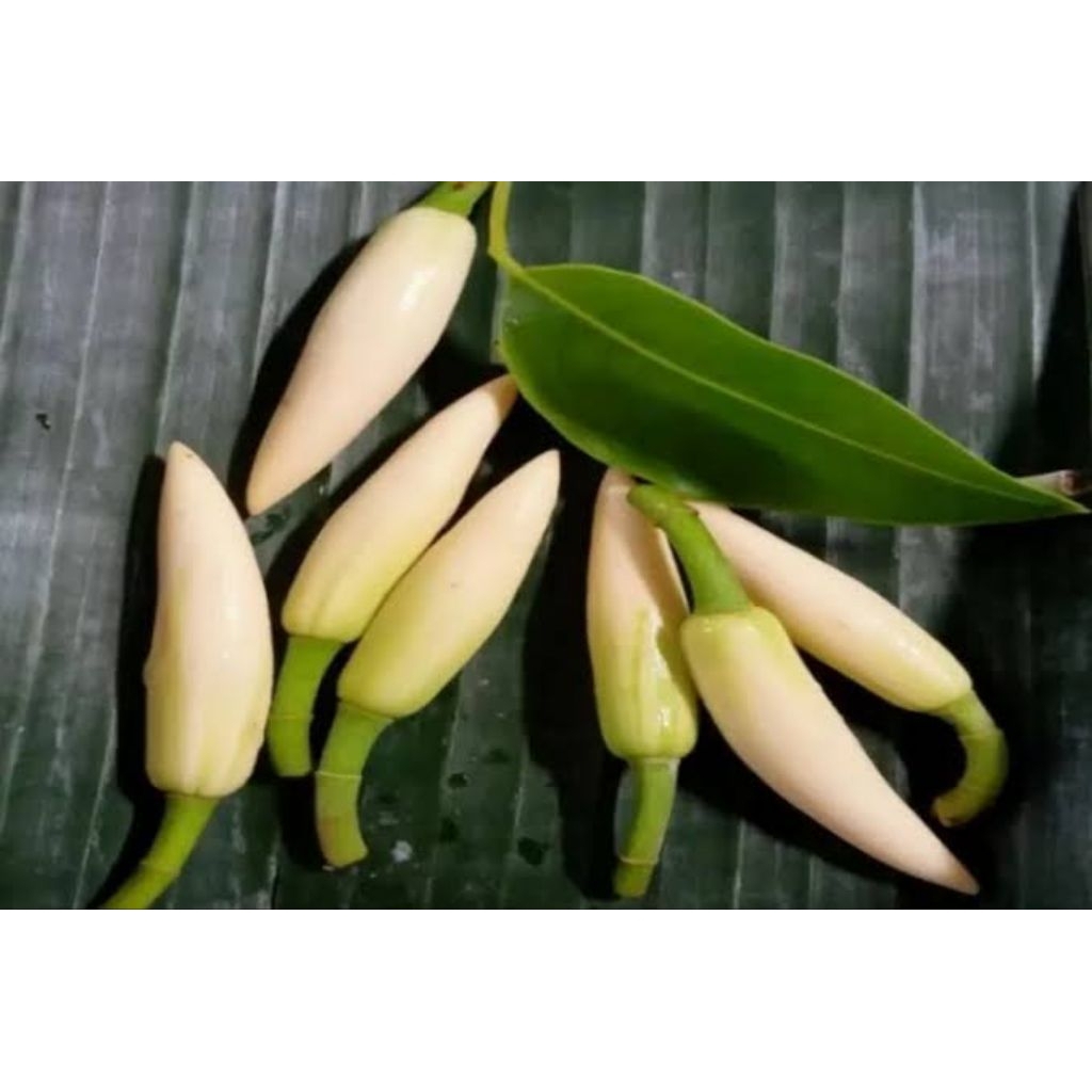 Bunga Kembang Kantil Kuncup Fresh Per 3 Pcs