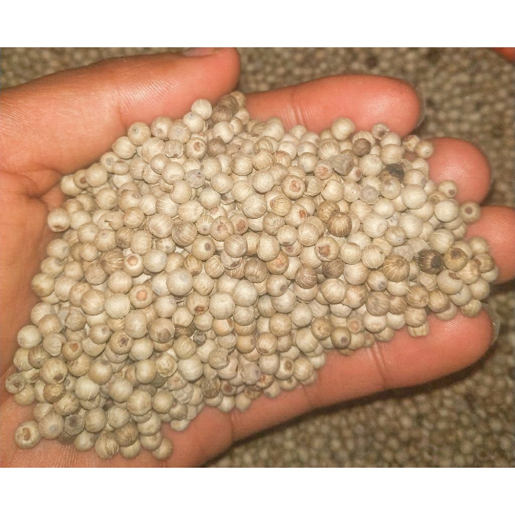 Lada Putih Butir 1Kg / Merica Putih Butir 1Kg / Merica Putih Super / Lada Butir Merica Butir Lada Bi