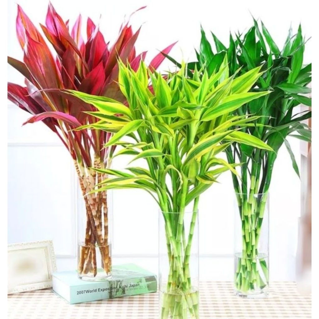 3 Paket Tanaman Hias Sri Rejeki Hijau Sri Rejeki Golden Hanjuang Merah Termurah